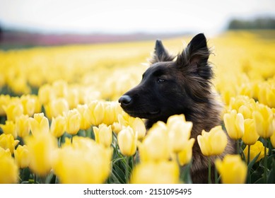 Belgian shepherd in a yellow tulip field 