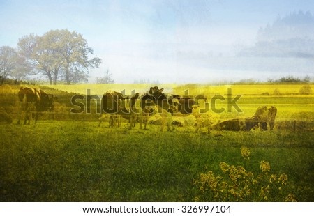 Similar – Salt marshes with blooming sea lilacs and beach mugwort, curious cattle behind the fence | Hallig Gröde