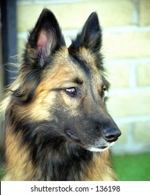 Belgian Tervuren