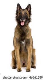 Belgian Tervuren, 3 years old, sitting in front of white background