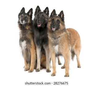 Belgian Tervuren ( 6, 3 and 2 years old) in front of a white background