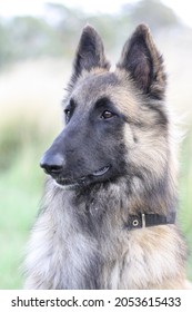 Belgian Tervuren Shepherd In Grass