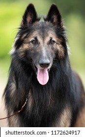 Belgian Tervuren Show Dog