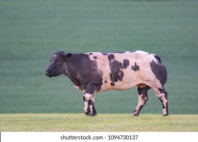 Belgian White Blue Cow