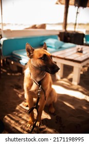 Belgium Malinois At The Beach Bar