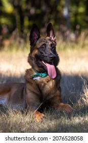 Belgium Malinois Dog Laying In The Grass