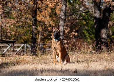 Belgium Malinois Dog Laying In The Grass