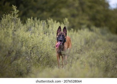 Belgium Malinois Dog Laying In The Grass