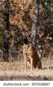 Belgium Malinois Dog Laying In The Grass