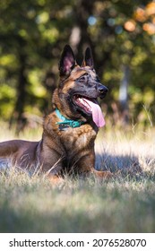 Belgium Malinois Dog Laying In The Grass