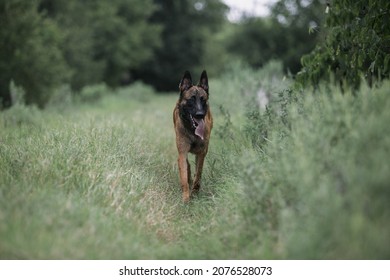 Belgium Malinois Dog Laying In The Grass