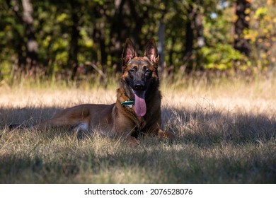 Belgium Malinois Dog Laying In The Grass