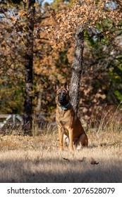 Belgium Malinois Dog Laying In The Grass