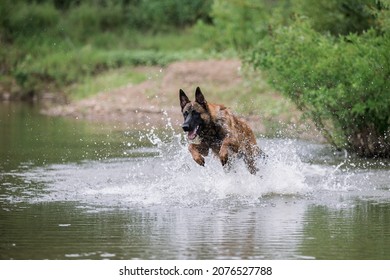 Belgium Malinois Playing In Water