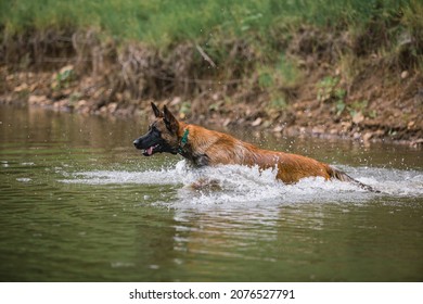 Belgium Malinois Playing In Water