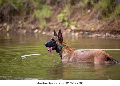 Belgium Malinois Playing In Water