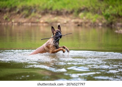 Belgium Malinois Playing In Water