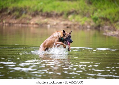 Belgium Malinois Playing In Water