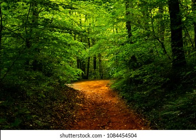 Belgrad Forest In ISTANBUL