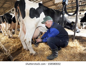 BELGRADE, SERBIA - CIRCA MARCH 2012: Worker milks cows at PKB farm, circa March 2012 in Belgrade