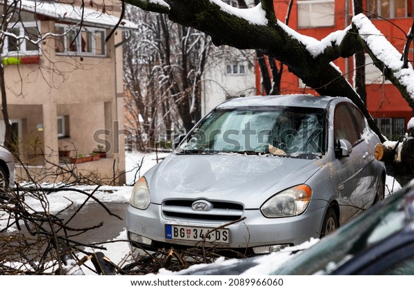 BELGRADE,\
Serbia - December 13, 2021 - Tree fell on the car and crushed it\
due to heavy snow storm in Belgrade,\
Serbia