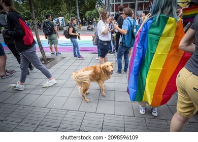 BELGRADE, SERBIA - SEPTEMBER 17, 2017:  Selective Blur On A Dog Standing By A Gay Rainbow Flag  In The Middle Of The Crowd During The Belgrade Gay Pridein 2017, Also Called Beograd Prajd.


