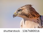 I believe a sharp-shinned juvenile hawk portrait - close up - at Hawk Ridge Bird Observatory in Duluth, Minnesota during Fall migrations