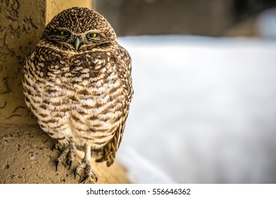 I Believe This Is A Burrowing Owl, It Showed Up At Our House In El Paso, Texas Just After Christmas During A Rare Snow Storm.