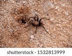 I believe this is a male Tarantula checking the hole in the ground that could have a female Tarantula inside. 
The Tarantula hole has a web over it which means the Tarantula is inside. 