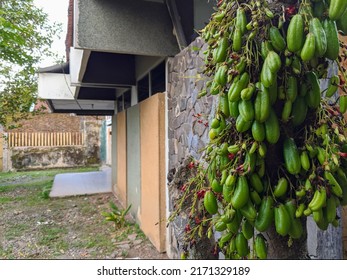 
Belimbing Wuluh Commonly Used By Indonesian People In Rural Areas To Relieve Coughs.