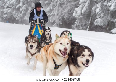 BELIS, ROMANIA - FEBRUARY 6: Unidentified man participating in the First Dog Sled Racing Contest with Husky dogs. On February 6, 2015 in Belis, Romania