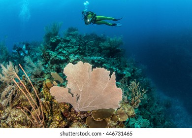 Belize Coral Reed