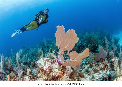 Belize Coral Reef