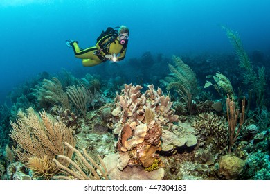 Belize Coral Reef