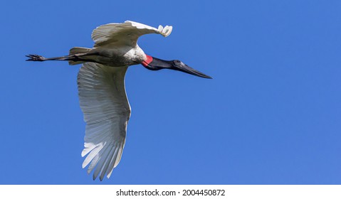 Belize, Crooked Tree Wildlife Sanctuary, Jabiru Stork (Jabiru Mycteria).