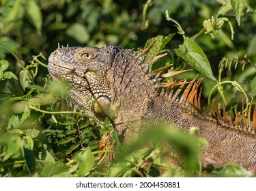 Belize, Crooked Tree Wildlife Sanctuary, Male Green Iguana (Iguana Iguana).