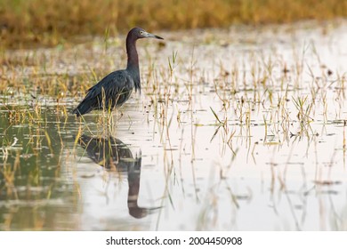 Belize, Crooked Tree Wildlife Sanctuary, Little Blue Heron (Egretta Caerulea).