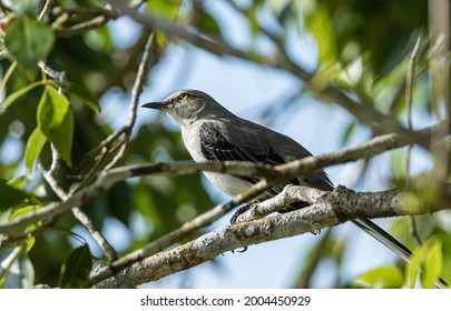 Belize, Crooked Tree Wildlife Sanctuary, Tropical Mockingbird (Mimus Gilvus).