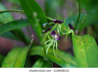 Belize. national flower: the black orchid