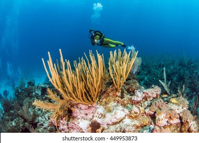 Belize Scuba Diving