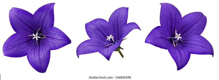 Blue Bells Images, Stock Photos & Vectors | Shutterstock