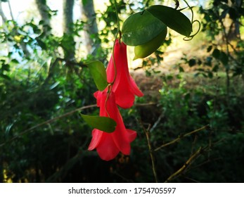 bell flower is the national flower in chile and is protected by Chilean government
Chileans locals call this flower as "copihue"
