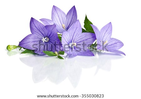Bell flowers isolated on white  background