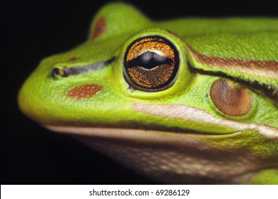 Bell Frog