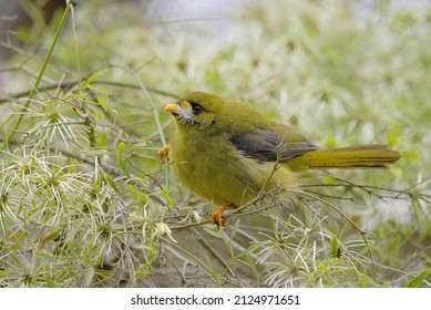 Bell Miner At Melbourne, Victoria