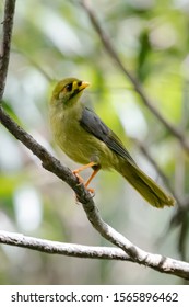 Bell Miner, Queensland Rain Forest.