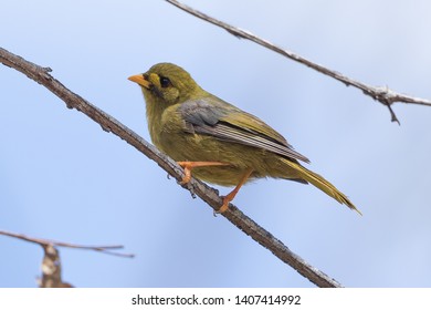 Bell Miner In Sydney Australia