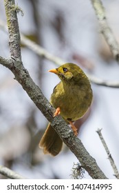 Bell Miner In Sydney Australia