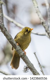 Bell Miner In Sydney Australia