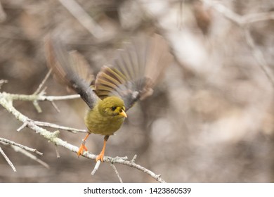 Bell Miner In Sydney Australia